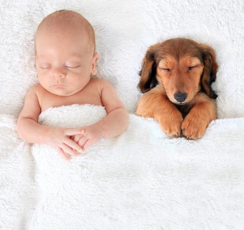 Babies & Pets